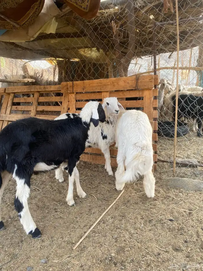 3 طليان تم البيع 0