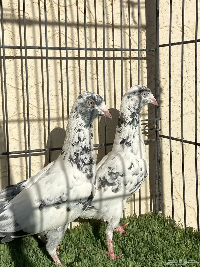 سهران بوري لون مميز 1