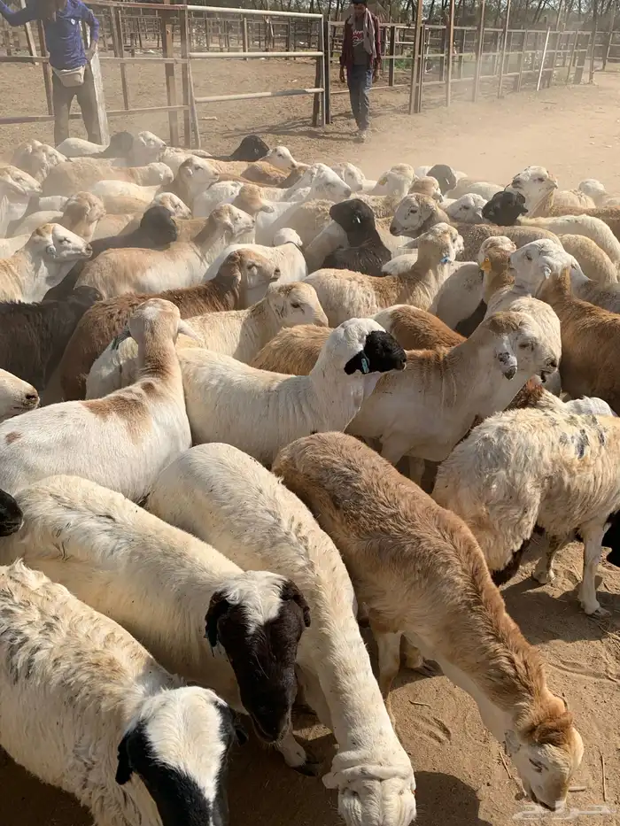 طليان رفيدي من 750 مربى فل 4
