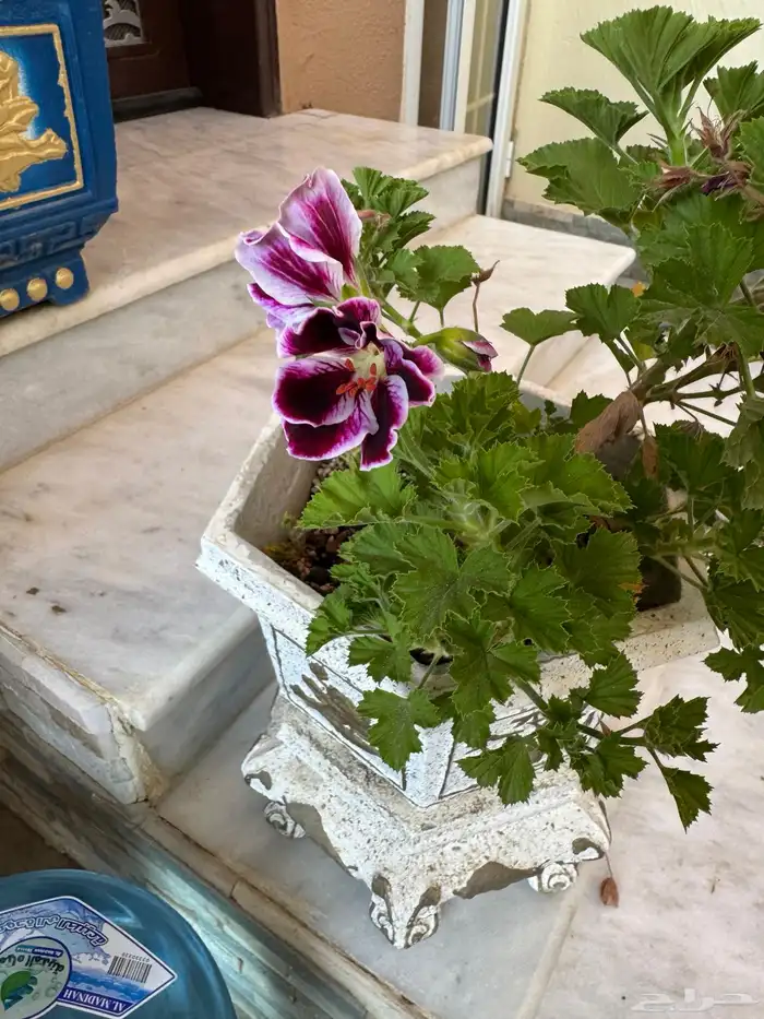 نبات ابرة الراعي 4