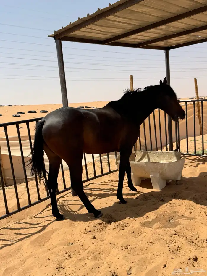 خيل للبيع 0
