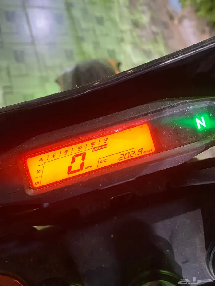 دباب صحراوي للبيع الوسام 0