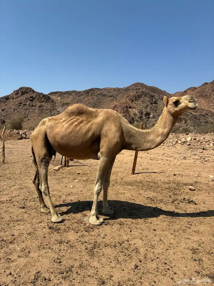 ناقة حمرا 1
