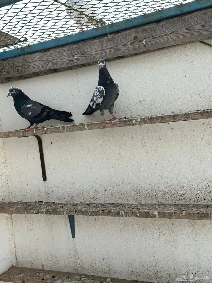 حمام باكستاني 3