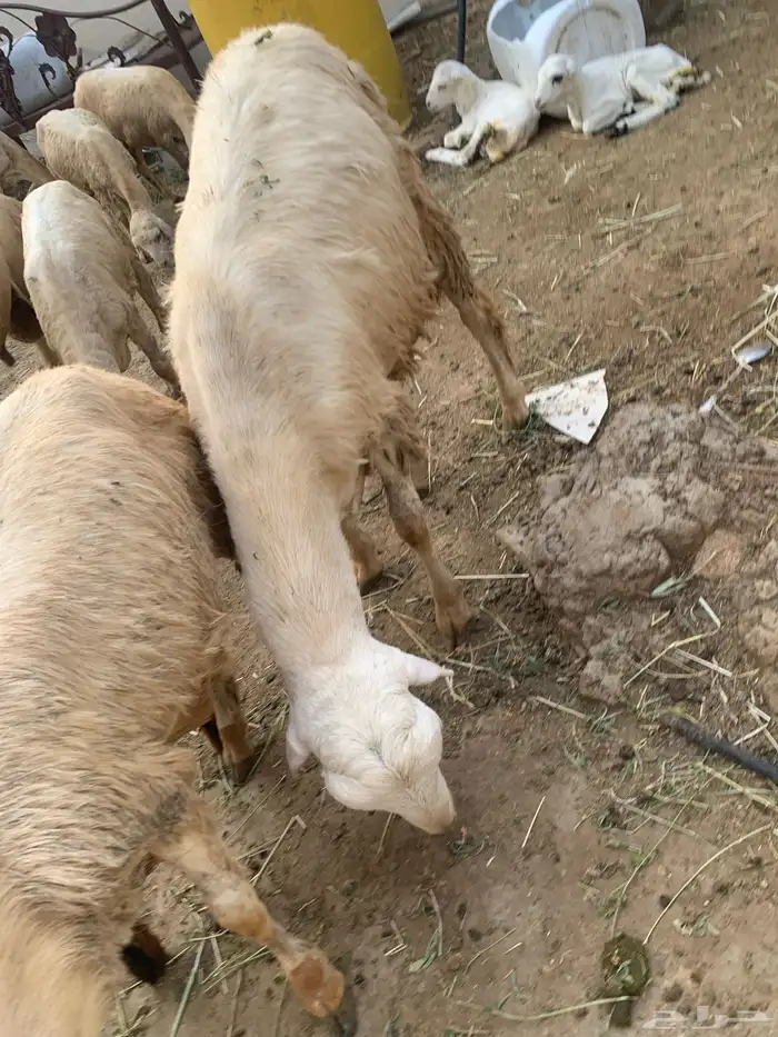 تيس بلدي للبيع وفرير بلدي للبيع 3