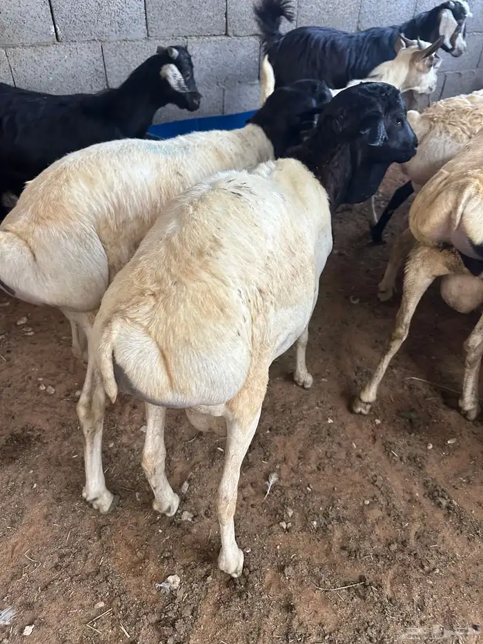 برابر جذعان طرف لحم وشحم 12