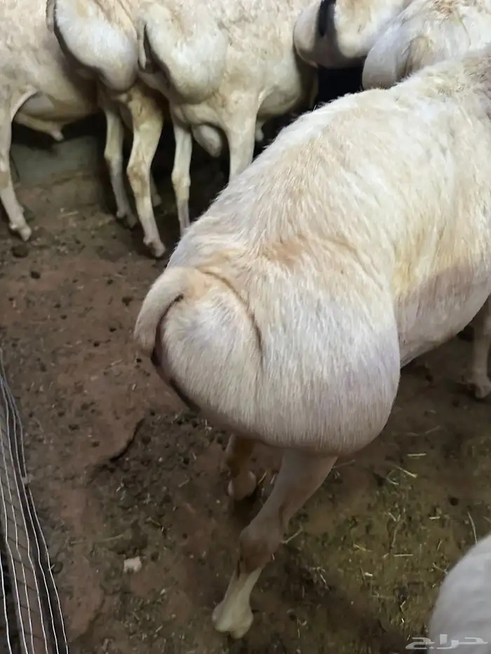 برابر جذعان طرف لحم وشحم 26