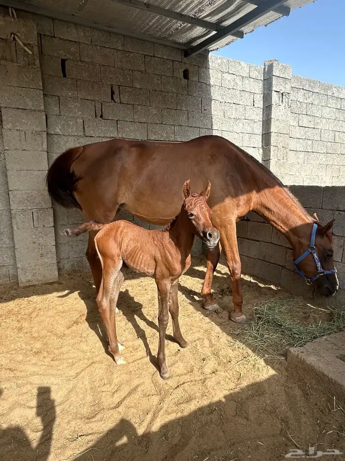 فرس شعبيه تحتها مهره 1