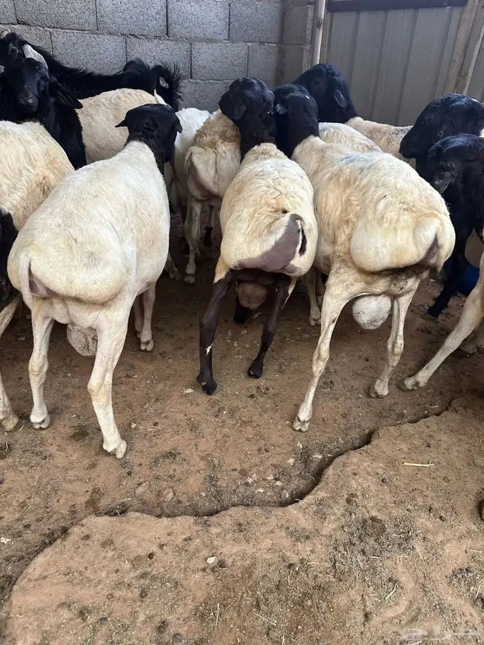 برابر جذعان طرف لحم وشحم 8