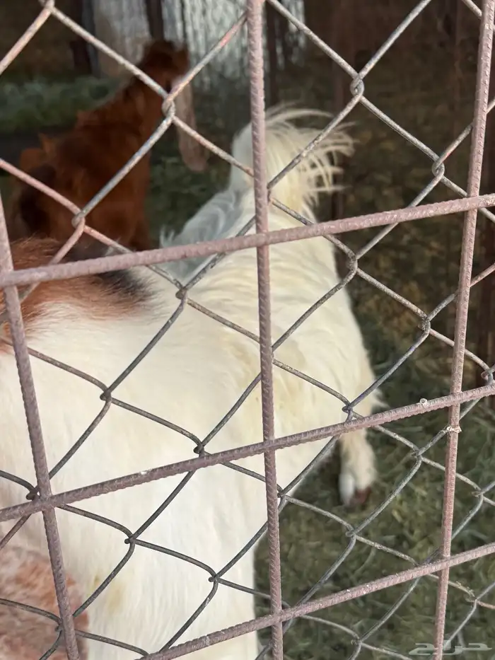 مشروع فحل تيس 2