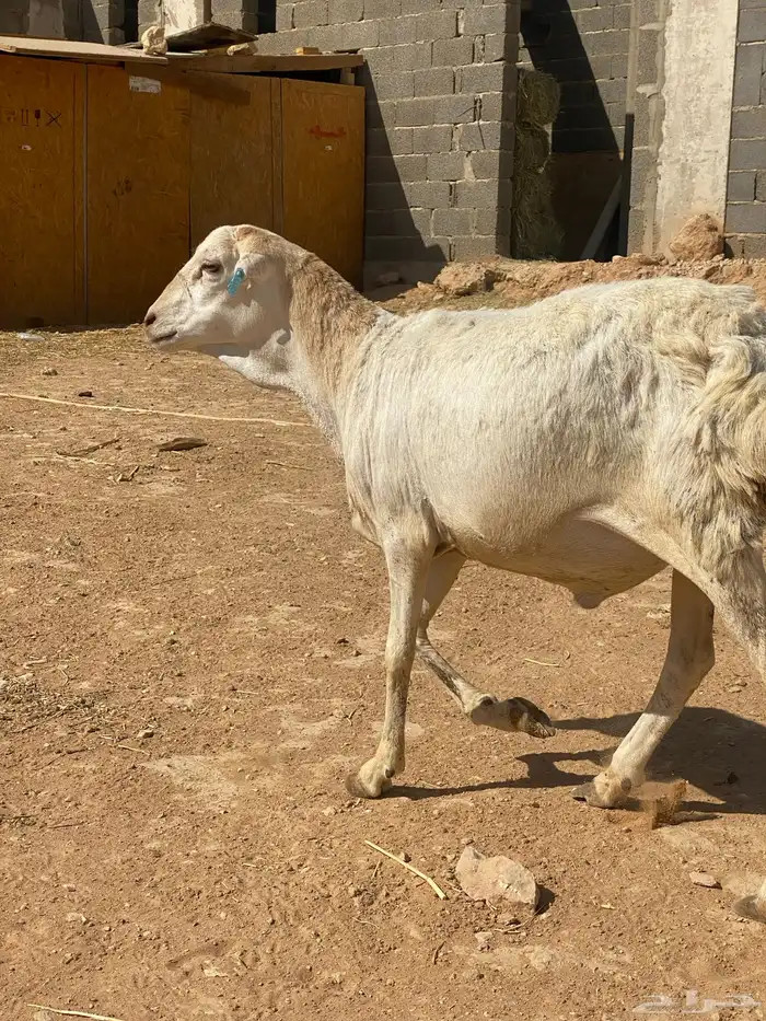 رفيدي فل الفل 0