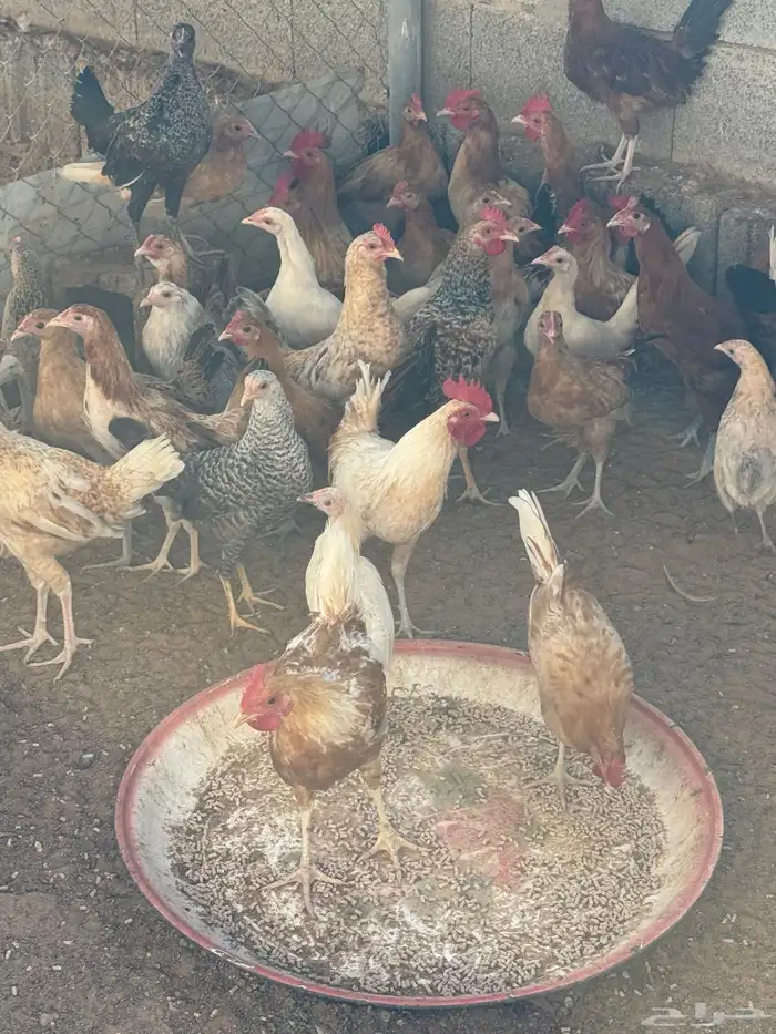 بط بح. ودجاج هجين وبلدي 6