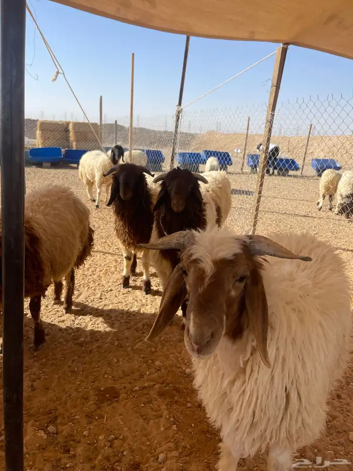 خرفان نعيمي بلدي فاخره 0