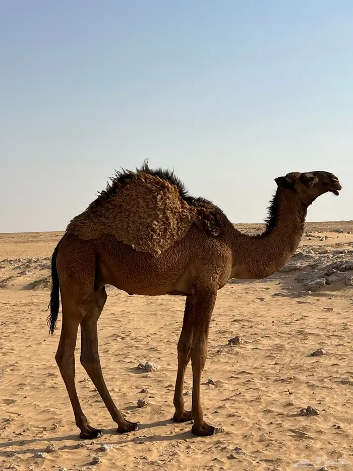 قعود للبيع 0