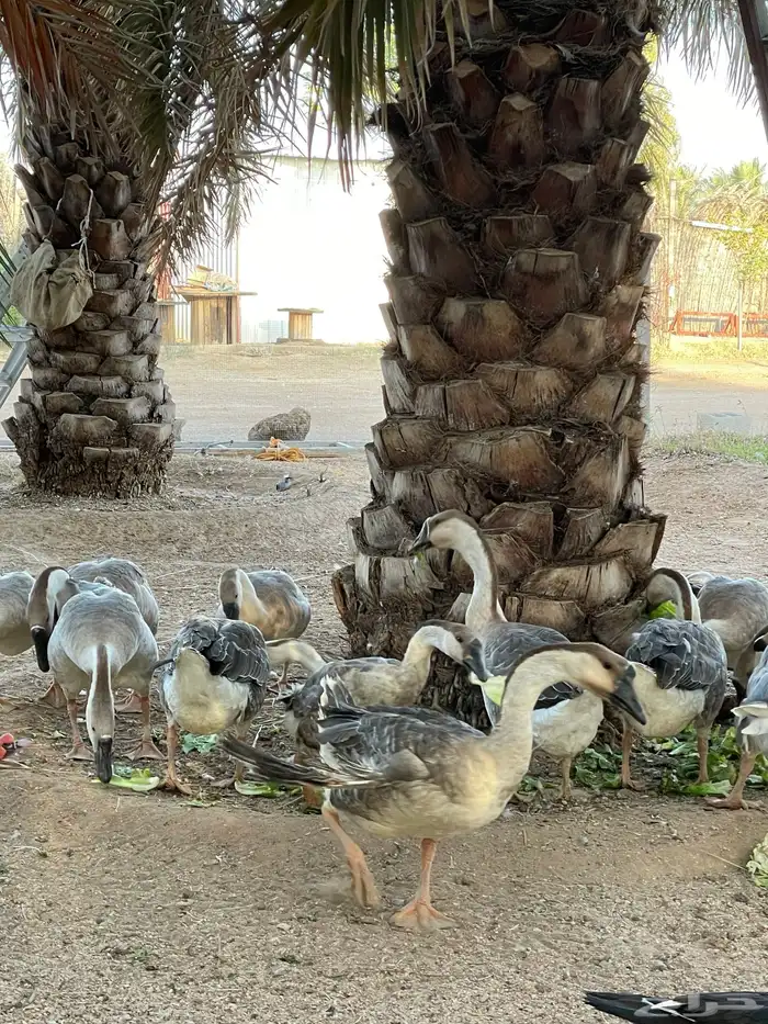 وز عراقي اصل وفصل 3
