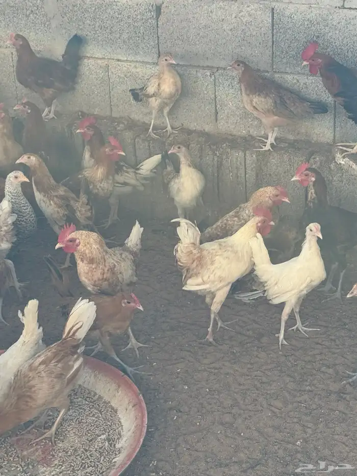 بط بح. ودجاج هجين وبلدي 5