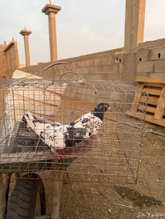 حمام باكستاني 3
