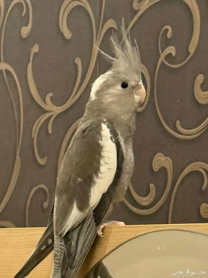 فروخ كوكتيل للبيع - تم البيع بفضل الله 2