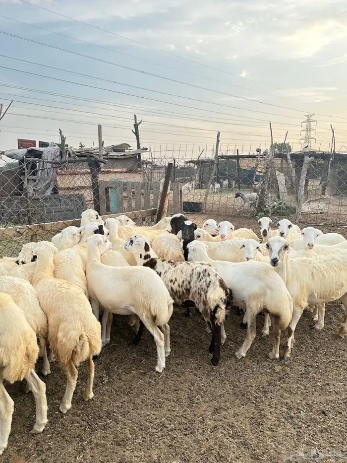 رخيل رفيدية 0