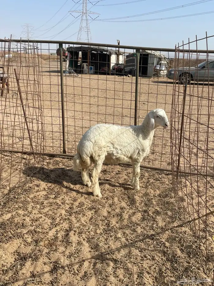 تيوس عوارض ذبايح حري وطليان يوجد صلخ وتوصيل اقل الاسعار 6