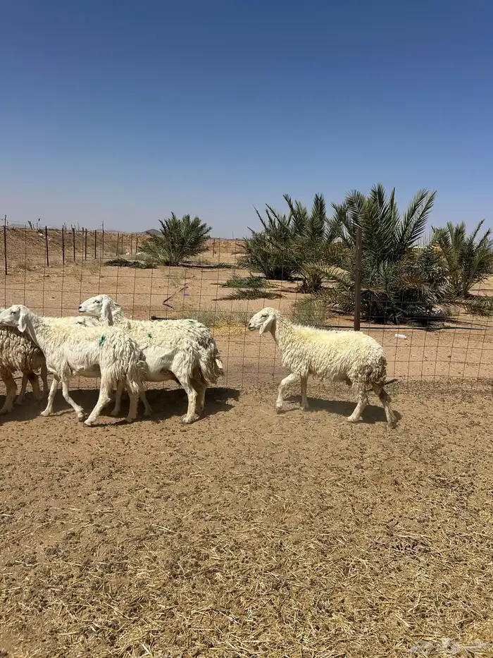غنم حريه 2