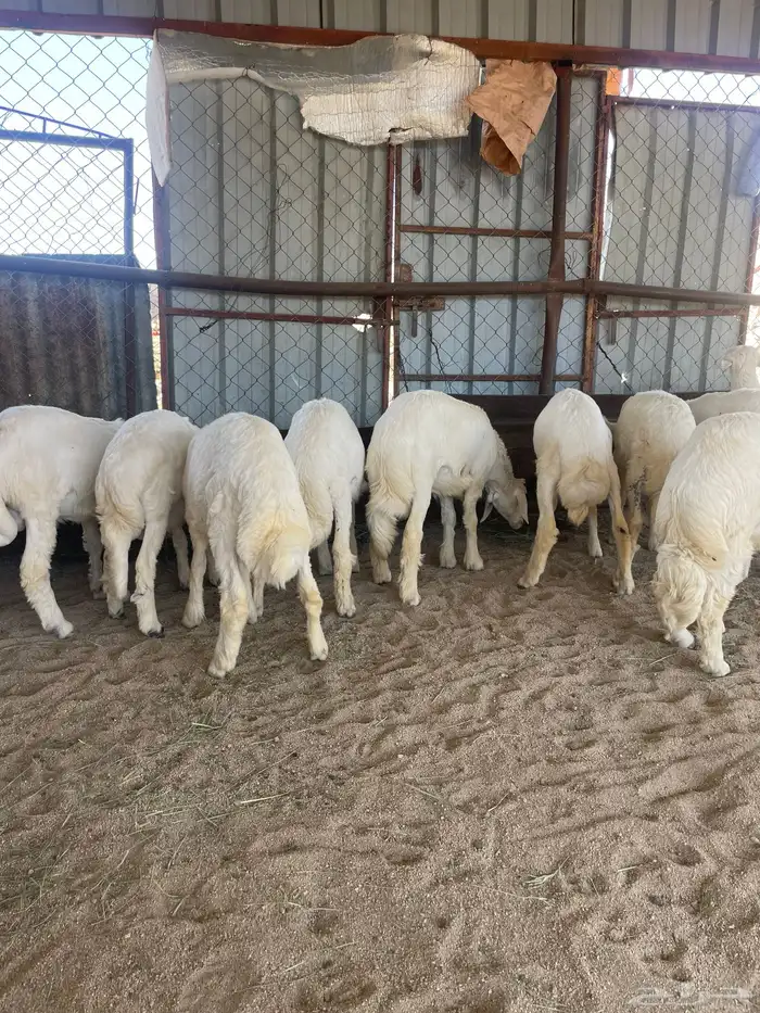 بهم 5