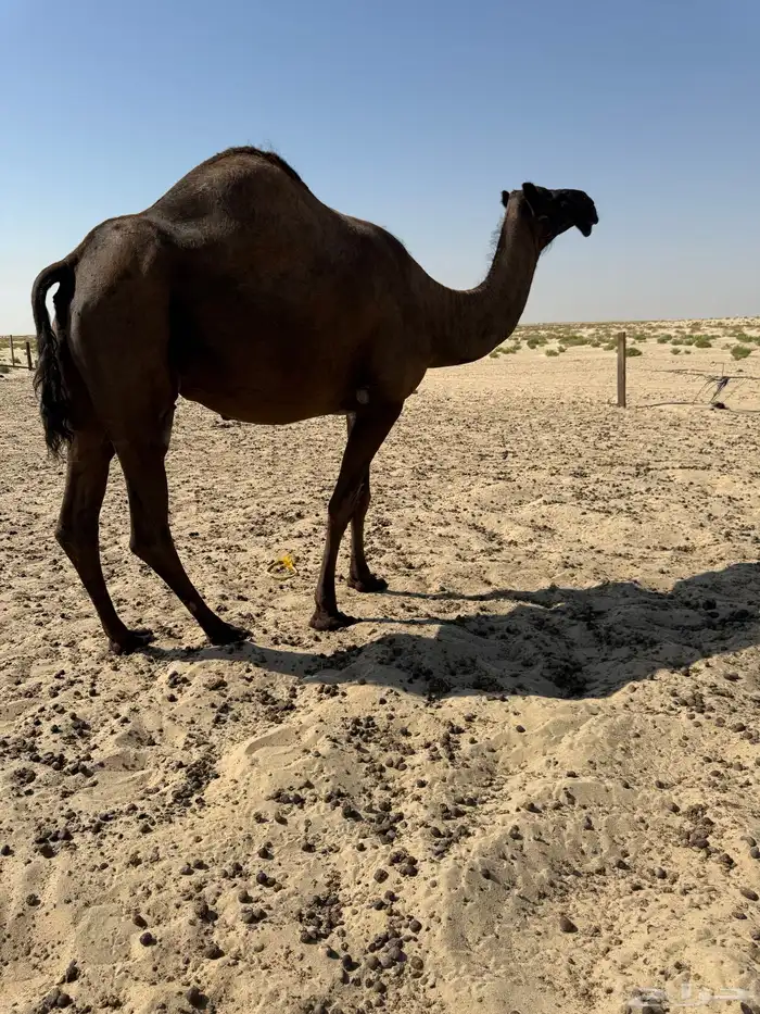 8 لقحات وبعير وعشرا والبل طيبه 1