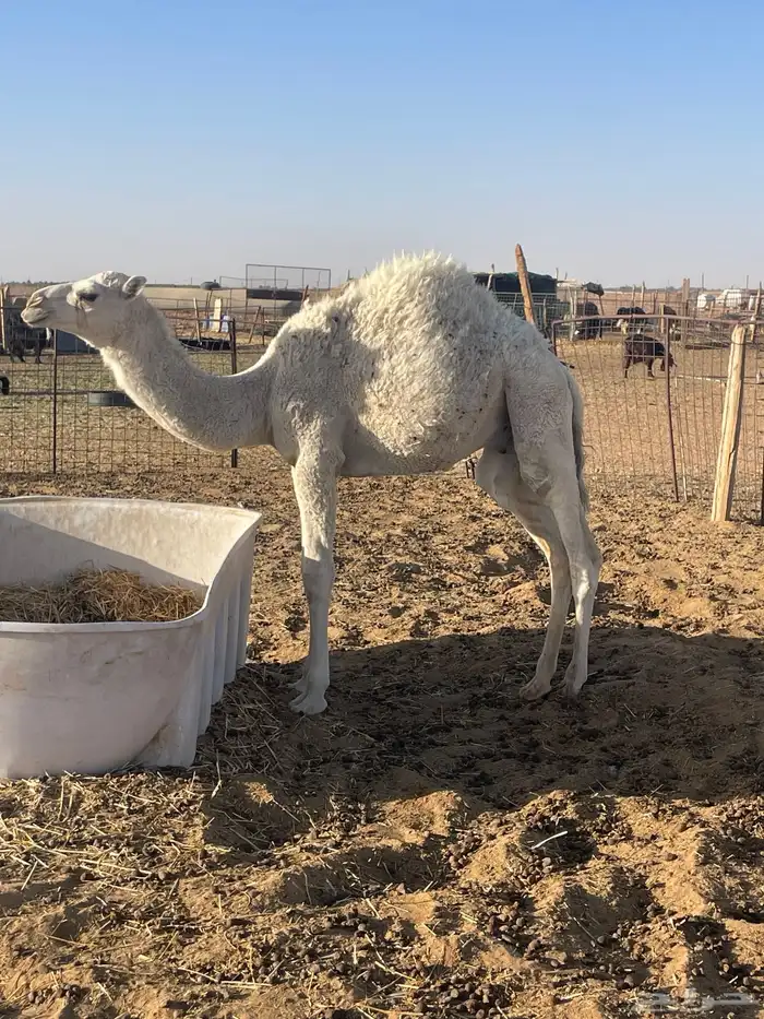 للبيع قعود 1