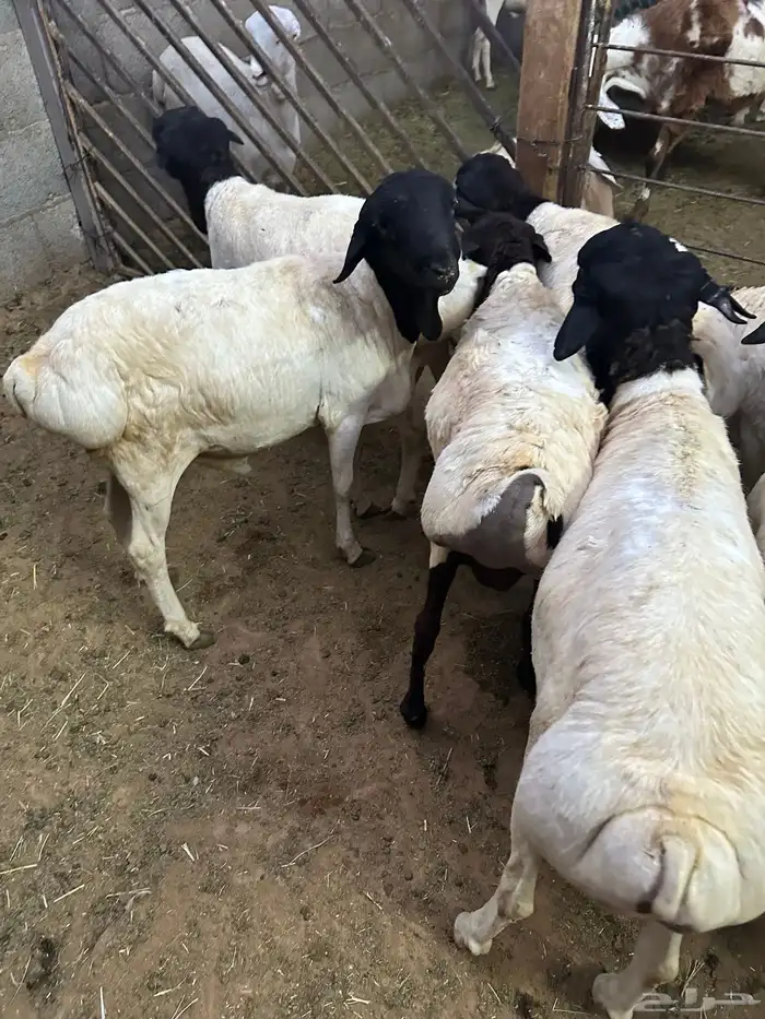 تيوس وبرابر مرابي 14