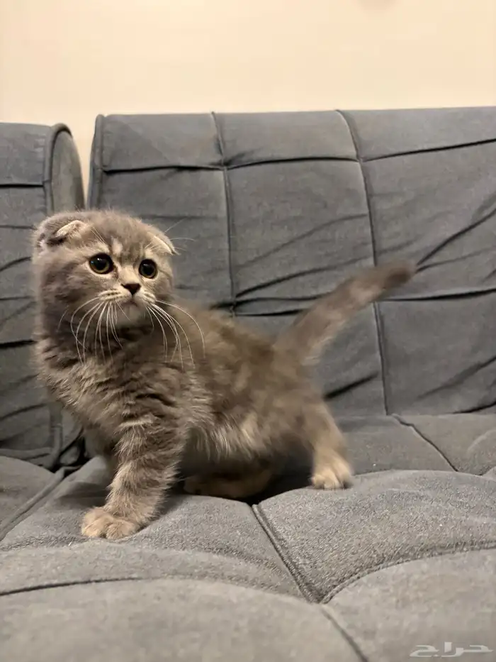 قطط سكوتش فولد للبيع 1