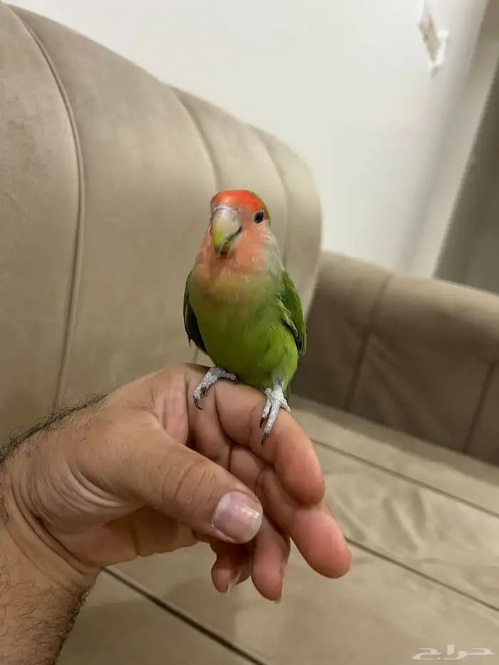 روز تربيه 1