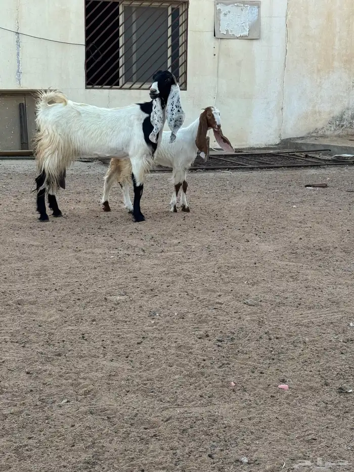 عنز مشروكه رباع والد 1