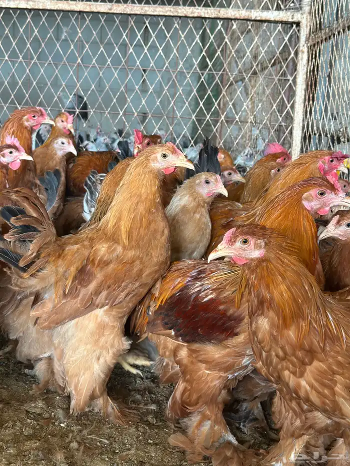 مشروع للبيع دجاج فيومي  دجاج براهما 5