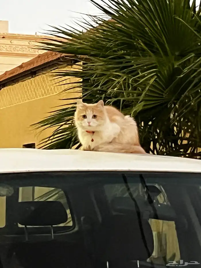 قطة ضايعه 0