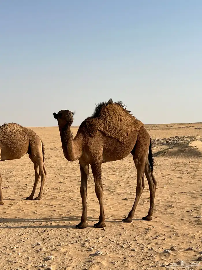 قعود للبيع 1