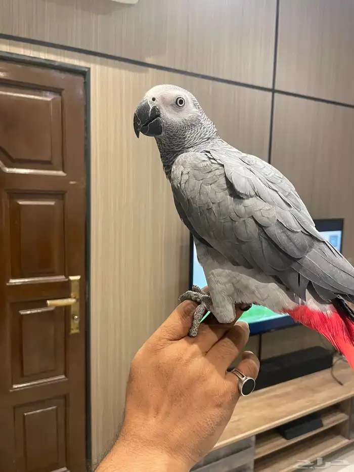 بغبغاء كاسكو للبيع 0