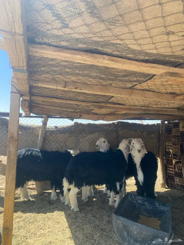 خرفان نجد 4