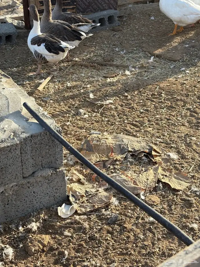 بط وز للبيع 6