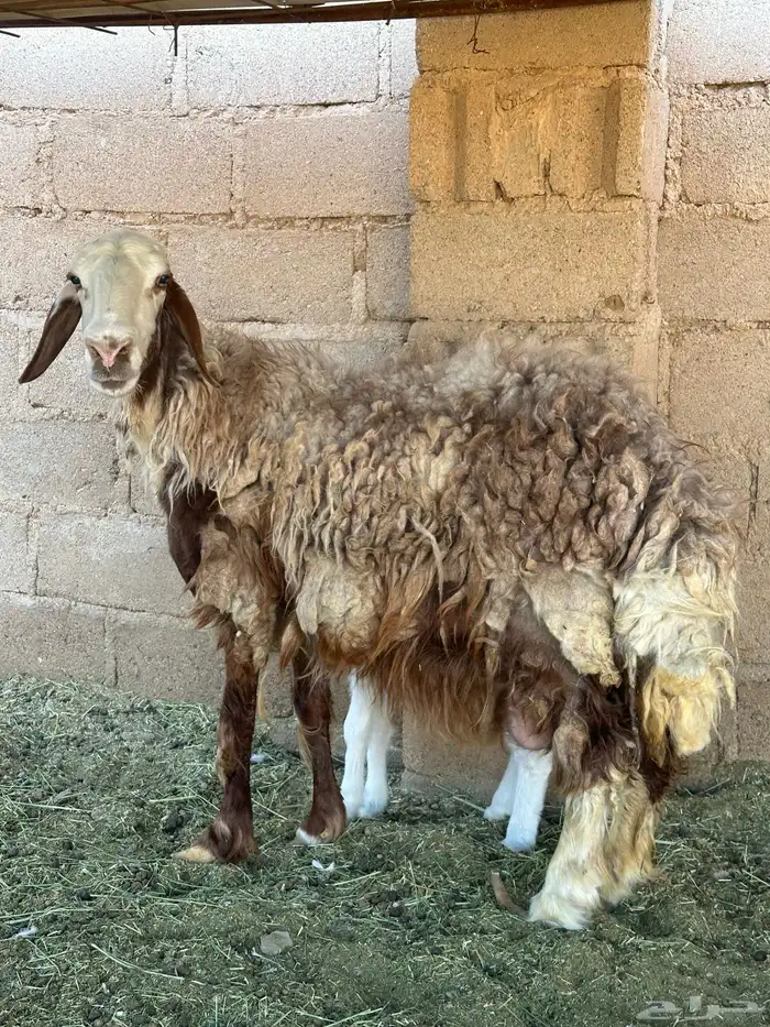 نجديه معه خروف 0