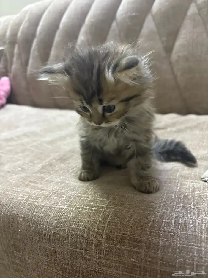 قطط للبيع 3
