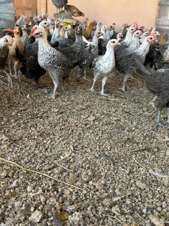 دجاج فروخ 16
