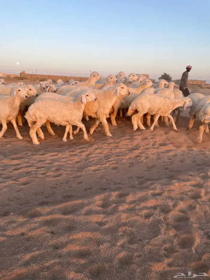 رخال حريات منوه القناي 3