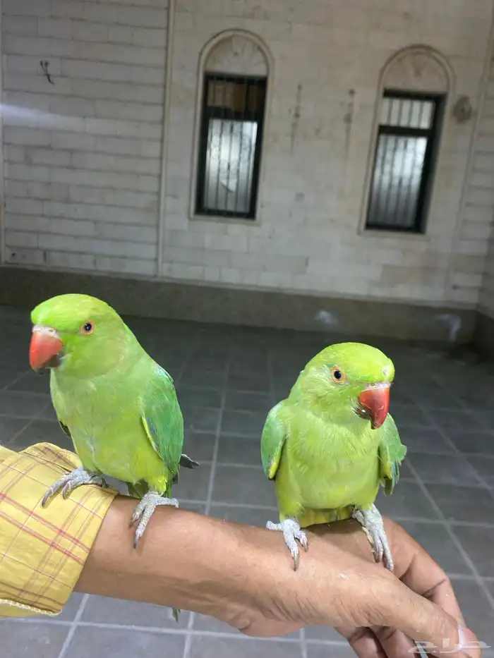باقي درة مع القفص و الاكل للعلم القفص كبير 0