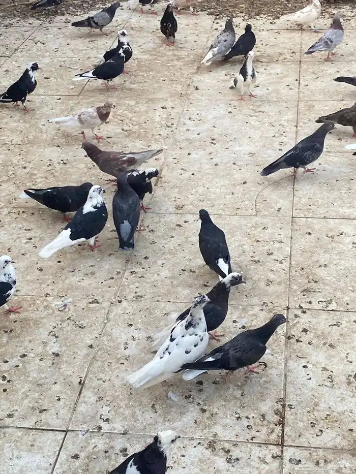 حمام قطيفي   قطايف   قلابي 11