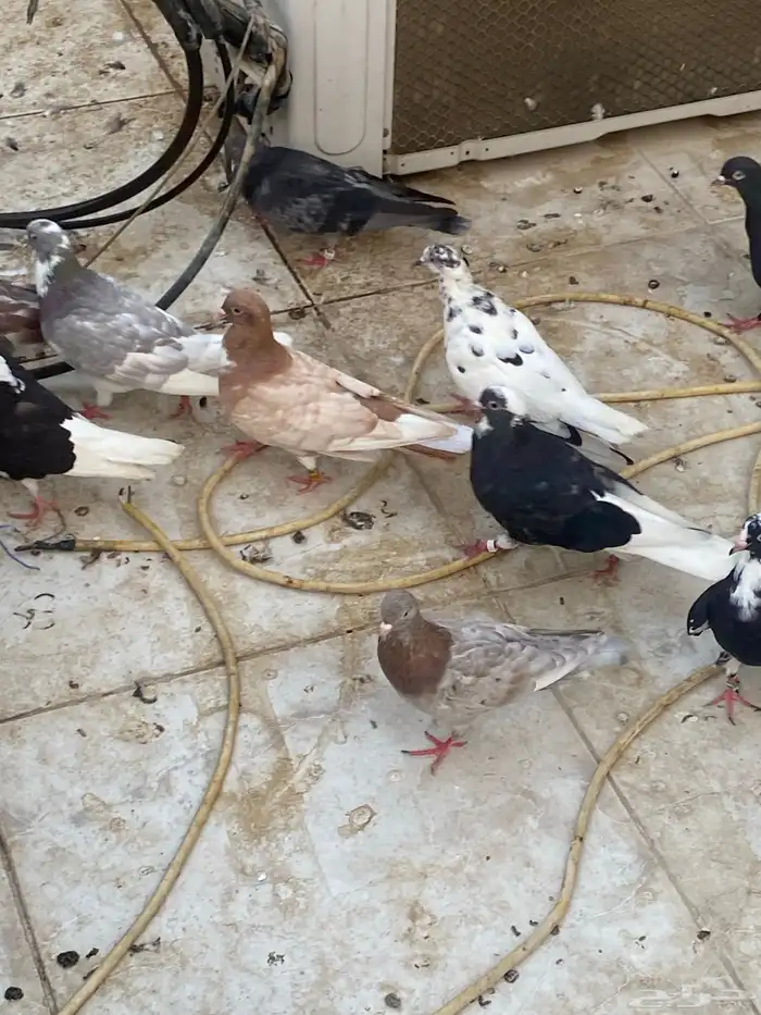 حمام قطيفي   قطايف   قلابي 6