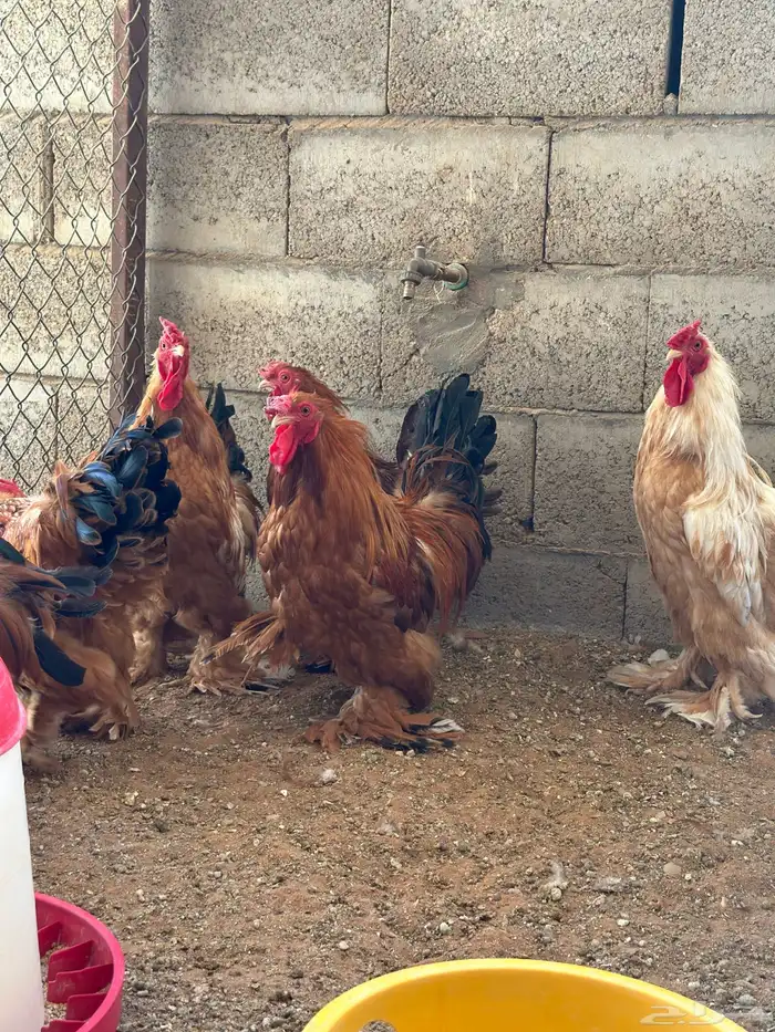 مشروع للبيع دجاج فيومي  دجاج براهما 9