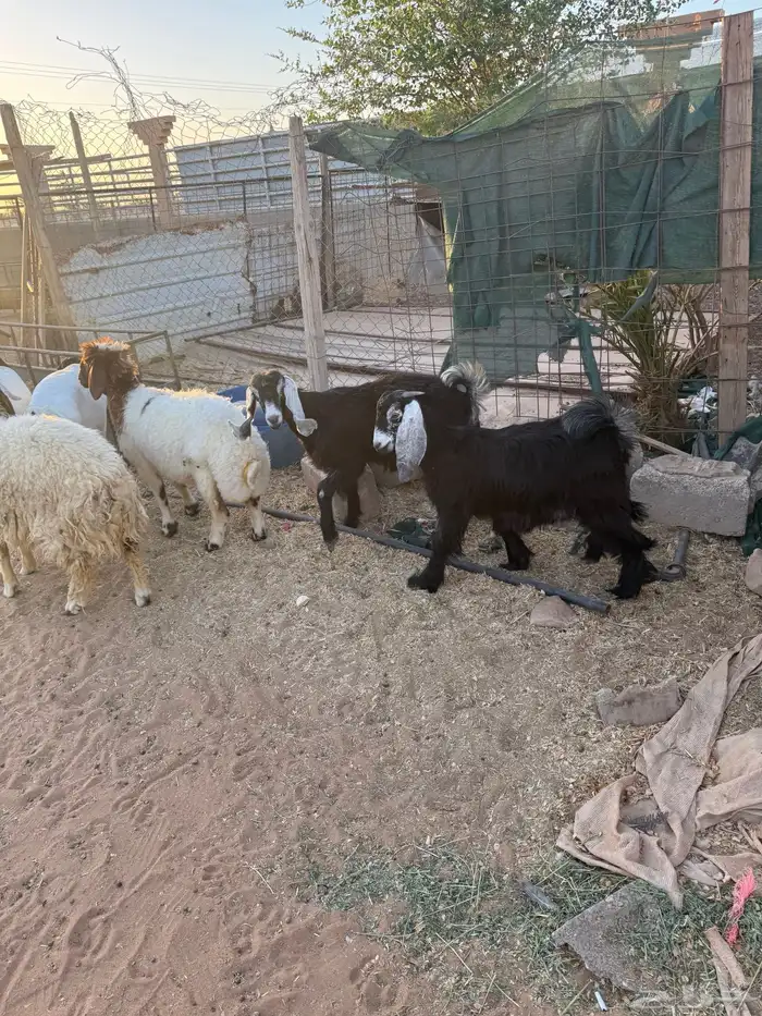 جفرتين طيبات 1