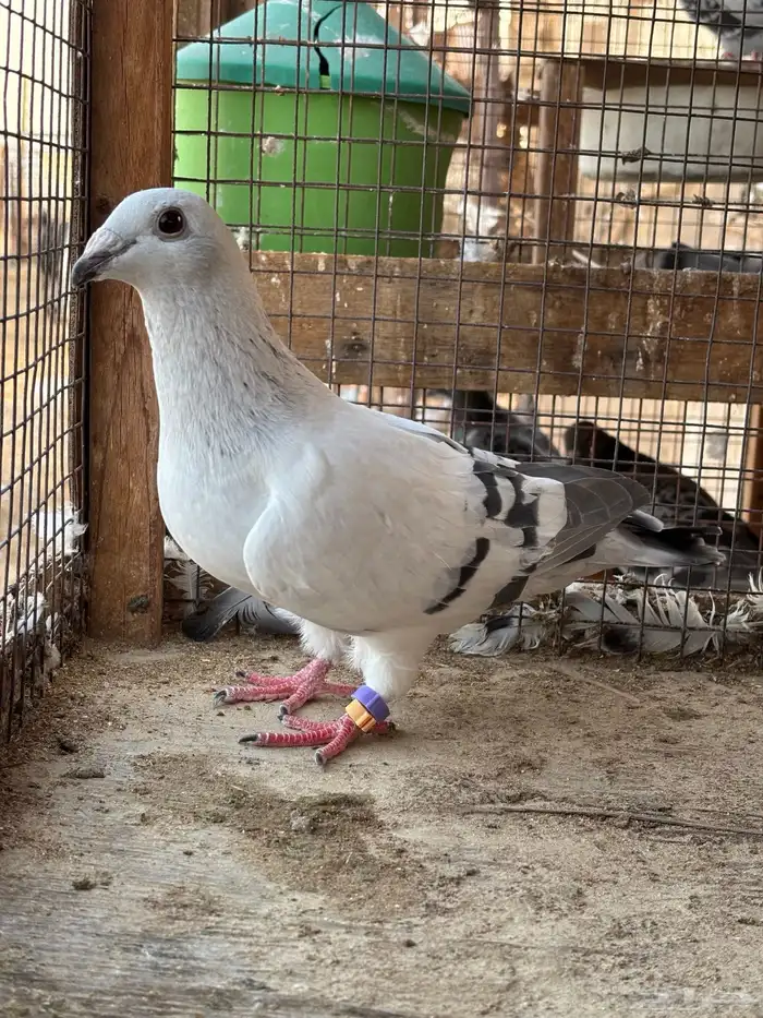فحل فاتح ايس 1