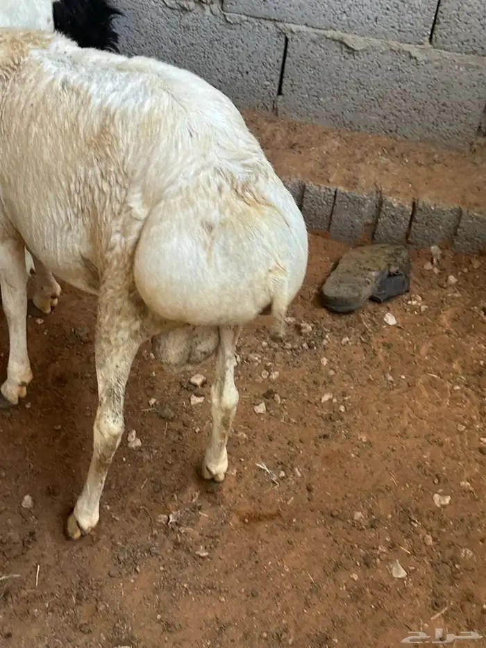 برابر جذعان طرف لحم وشحم 1