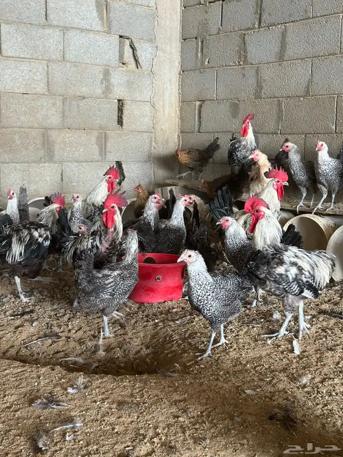 مشروع للبيع دجاج فيومي  دجاج براهما 11